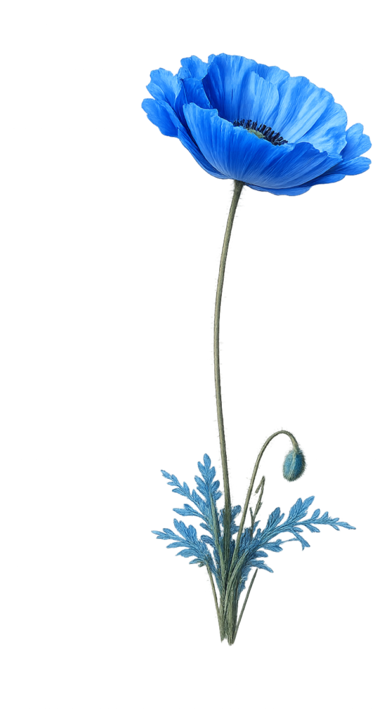 blue flower